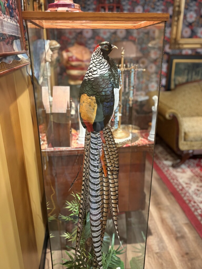 Photo of a colorful pheasant in a tall glass case