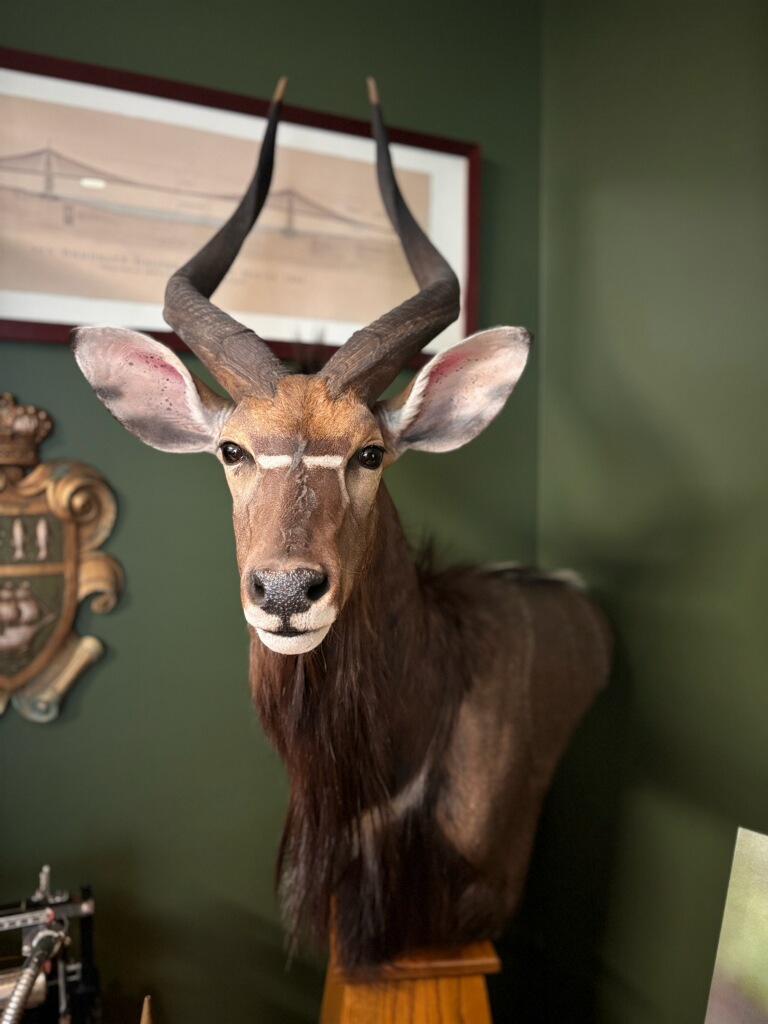 Mount of an animal with wide ears and large curved horns